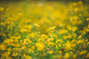 Obraz premium Natural floral background. Beautiful field of yellow wildflowers