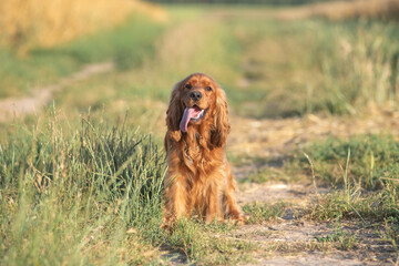 A beautiful purebred cocker spaniel plays in an autumn field.