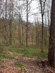 Trees without leaves grow in the autumn park. All the leaves are dry on the ground. Natural landscape