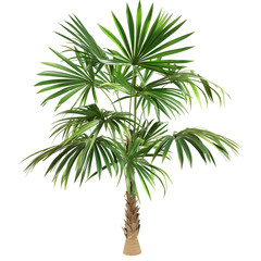 Fototapeta premium Lush tropical palm tree with vibrant green fronds, isolated on a transparent background, perfect for design projects, digital art, and creative compositions