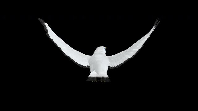 Bali Mynah - Indonesian Colorful Crested Starling Bird with White, Black and Blue Feathers - Flying Loop - Aerial Back Close Up View - Alpha Channel - Realistic cinematic 4K 3D animation