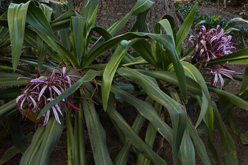 Obraz premium Crinum lily in the botanical garden 