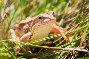 Grasfrosch in den österreichischen Alpen