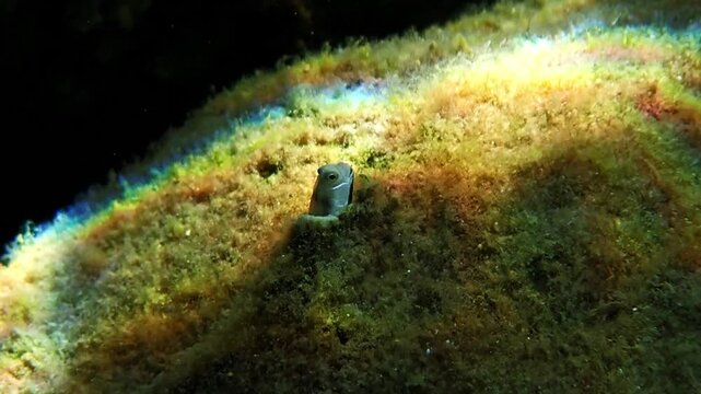 Small fish belonging to the family Blennidae, scientific name is Lance blenny (Aspidontus dussumieri), inhabits refuges of coral reefs, Red Sea, Middle East