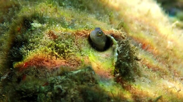 Small fish belonging to the family Blennidae, scientific name is Lance blenny (Aspidontus dussumieri), inhabits refuges of coral reefs, Red Sea, Middle East