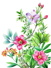 Fototapeta premium Watercolor illustration of pink and purple flowers with green leaves.