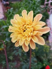 A close-up of a vibrant yellow dahlia, showcasing its intricate petals and delicate structure. The flower blooms gracefully in a natural setting, bathed in warm sunlight.