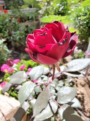 A single red rose blooming in a green garden. Its velvety petals are perfectly shaped and its deep, rich color contrasts beautifully with the green leaves. This high resolution image is perfect