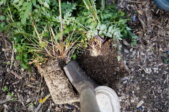 Staude/Blume (Blaue Himmelsleiter/Jakobsleiter/Polemonium caeruleum) zur Vermehrung mit Hand und Spaten teilen / Konzet: Staudenbeet anlegen und Pflanzen vermehren