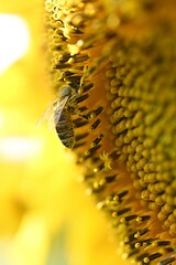 yellow sunflower flower on the background of a field of sunflowers