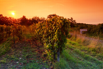 Vineyards of the Haut Poitou in the hillside of Marigny-Brizay village