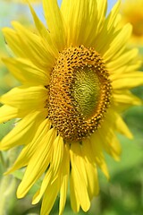 yellow sunflower flower on the background of a field of sunflowers