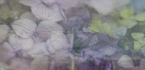 seamless background  closeup of soft colored purple hortensia flowers in ice 
