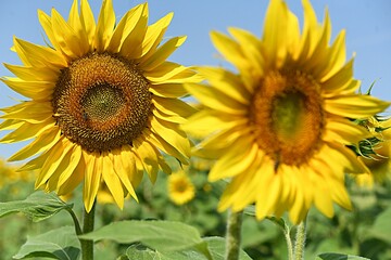 yellow sunflower flower on the background of a field of sunflowers