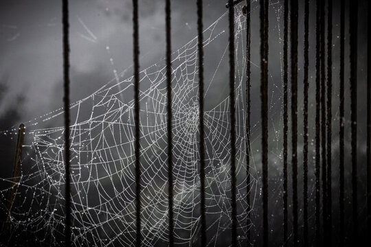 Bars web