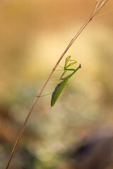 Mantis sitting on a dry meadow flower growing on a steppe meadow with a beautiful background.