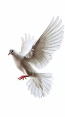 Fototapeta premium Dove in Flight: Elegance in Motion