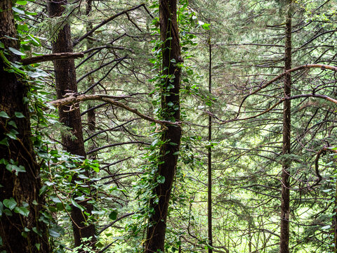 natural background with spruce tree on mountain