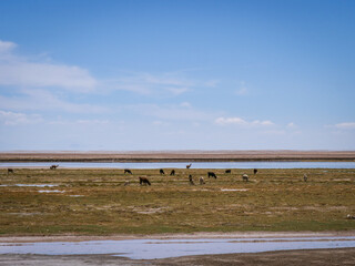 Lamas à Uyuni en Bolivie
