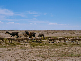 Lamas à Uyuni en Bolivie