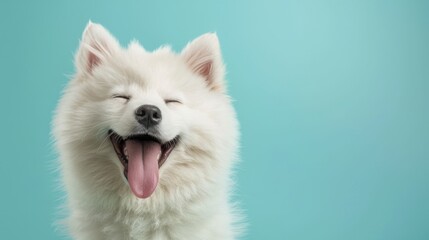 The smiling fluffy puppy.