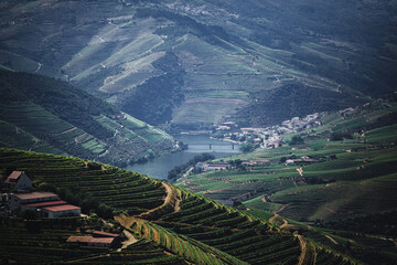 Green vineyard terraces on the hills of the Douro Valley, nord Portugal, overlooking the river.