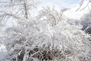 Snow covered trees background