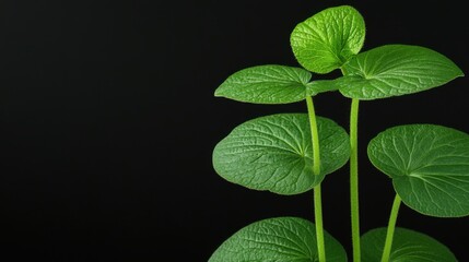Vibrant green leaves against a dark background, showcasing the beauty and texture of nature in a minimalist style.