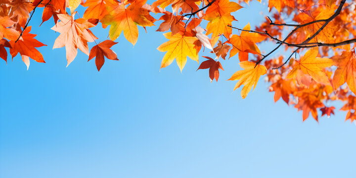 Vibrant autumn foliage leaves on trees, with a clear blue sky peeking through, free copy space for text