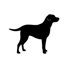 Dog Breed Silhouettes, Personalized Dog Silhouette, Dog Breed SVG,