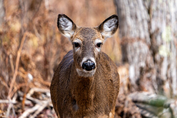 Doe in Woods