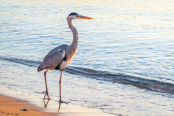 A heron hunting in the sea. Grey heron on the hunt
