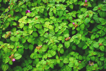 Fresh green leaves of spanish shawl creeper or creeping houseplants known as Pink lady or Oyster (Heterocentron elegans,Trailing Lasiandra, Trailing Princess Flower) for wallpaper, nature background.