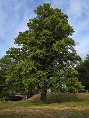 Giant Tree The River Gavleanvle