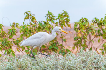 Western cattle egret (Bubulcus ibis) in winter plumage hunting for insects.