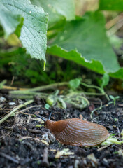 Slug in a vegetable garden