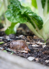 Slug in a vegetable garden