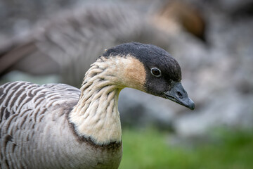 Portrait of a Hawaiian goose
