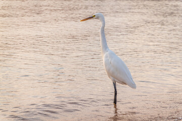 Great egret (Ardea alba), a medium-sized white heron fishing on the sea beach
