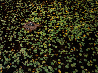 Anhinga bird with turtles on a pad of land, Everglades National Park, Florida. Beautiful wild...