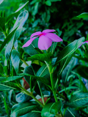 A vibrant pink roseus flower in close-up, surrounded by lush green leaves. The photo highlights the delicate petals against a blurred green background, showcasing natural beauty.