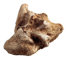 Dry snag of a coniferous tree isolated on a white background.