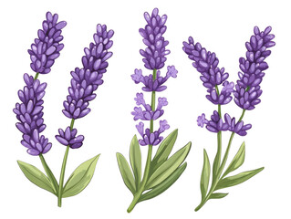Obraz premium Delicate lavender flowers arranged artistically, showcasing their vibrant purple hue and lush green leaves, perfect for backgrounds.