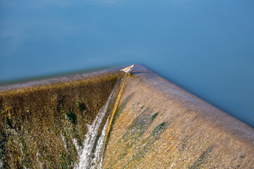 Bird on top of overflowing dam