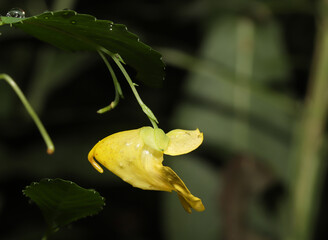 Lateral view of a yellow flower of the pale jewelweed (Impatiens pallida) hanging from a stem.  The...