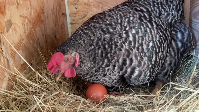 Eine horizontale Nahaufnahme im Nest. Eier legen und ausbr&uuml;ten (Teil 3). Ein Huhn positioniert die Eier im Nest bevor sie sich drauf setzt.