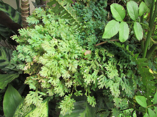 A beautiful blue selaginella fern in a small garden