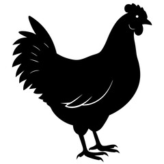 black and white chicken