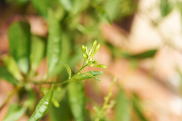 Sharp composition presenting the hidden potential within the yet-to-open buds of night-blooming jasmine.
