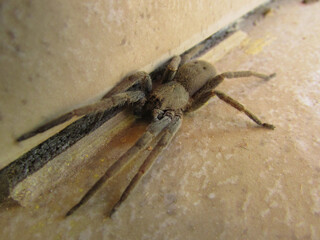 A garden spider Centroctenus brevipes on the porch of a country house